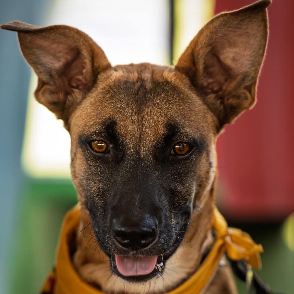 Enlarge Harmony, a Adoptable mixed breed in Tulsa, OK image 5/6