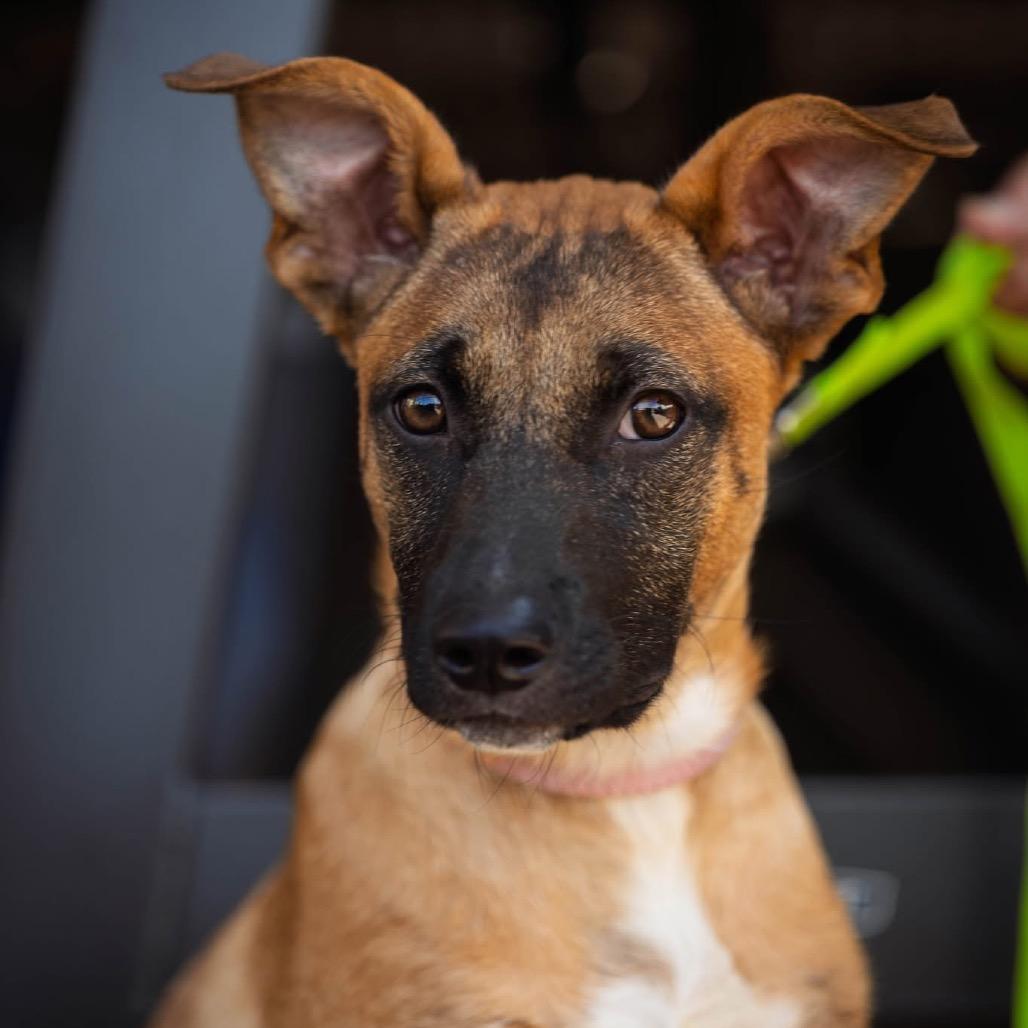 Harmony, a Adoptable mixed breed in Tulsa, OK image 6/6