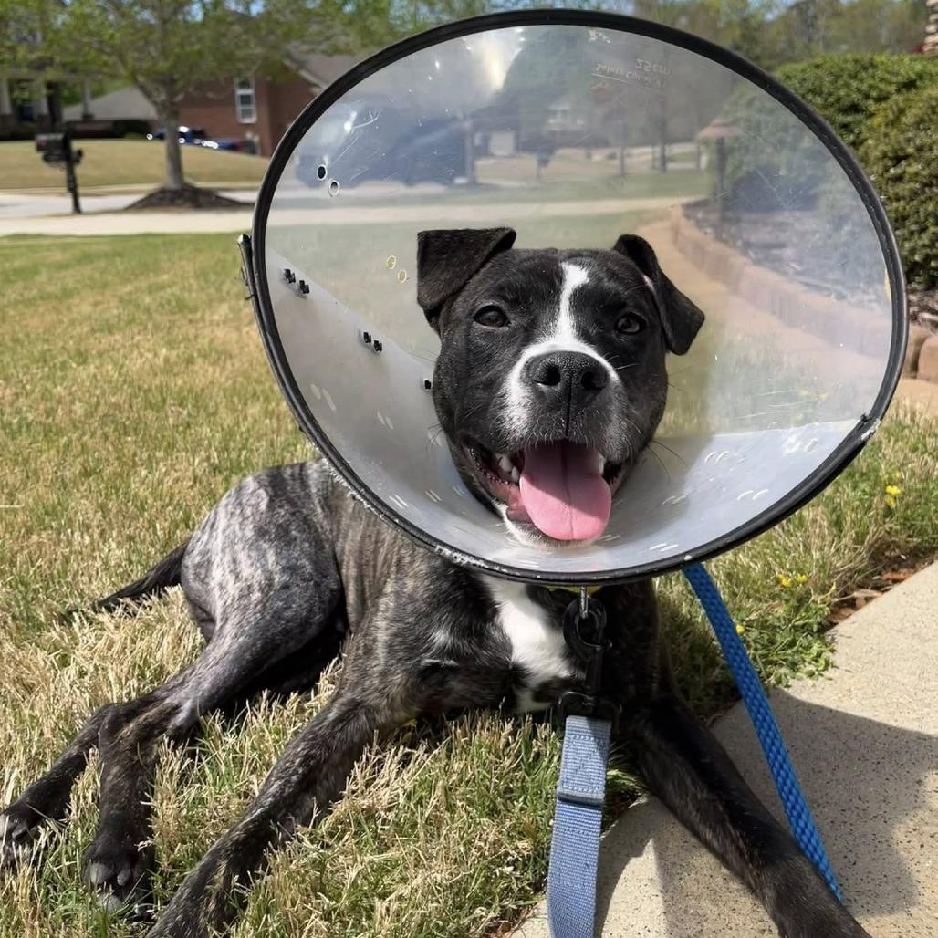 Sparky, Adoptable, Young Male Terrier & Mixed Breed.