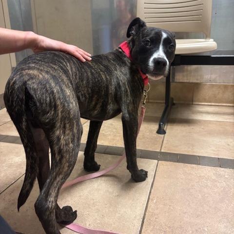 Sparky, a Adoptable mixed breed in Mooresville, NC image 3/5