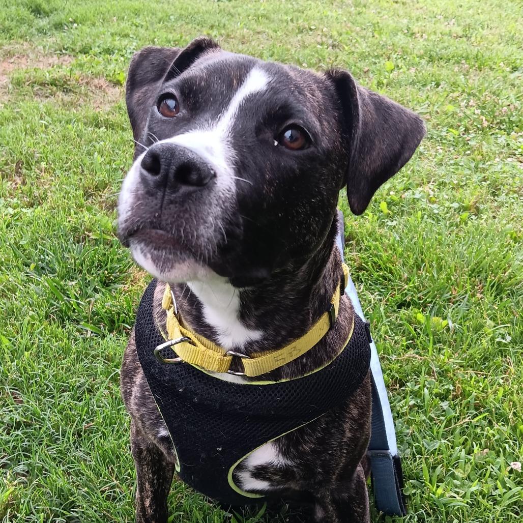 Sparky, a Adoptable mixed breed in Mooresville, NC image 4/5