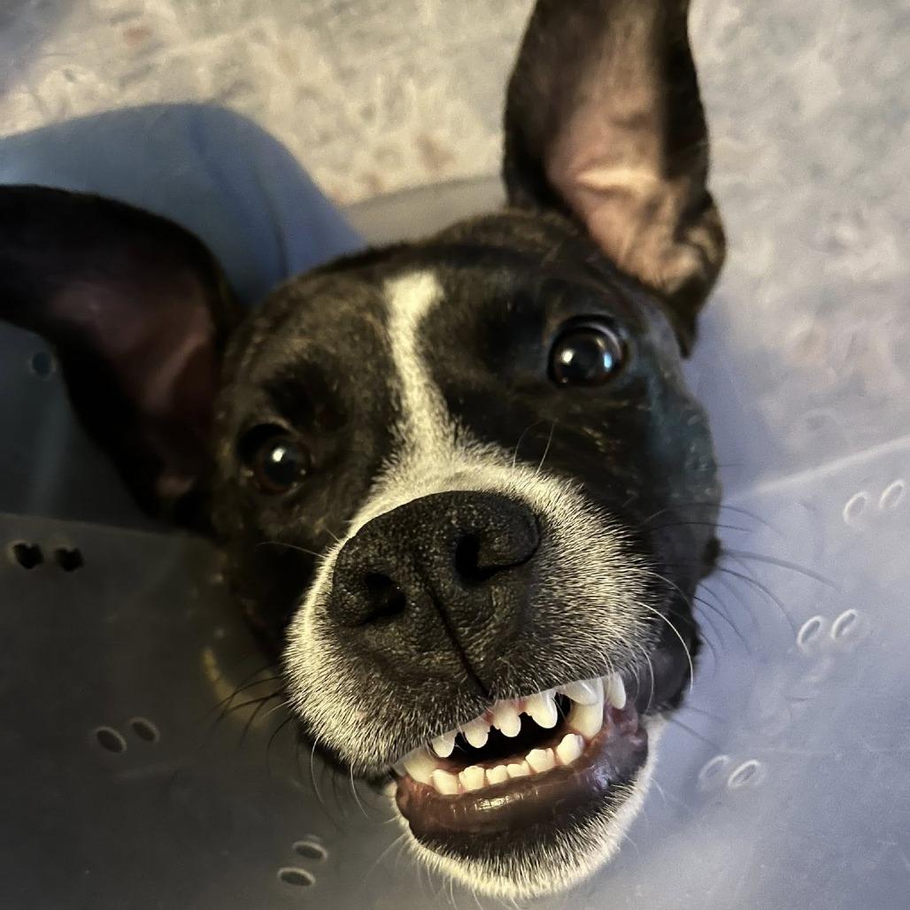 Sparky, a Adoptable mixed breed in Mooresville, NC image 5/5