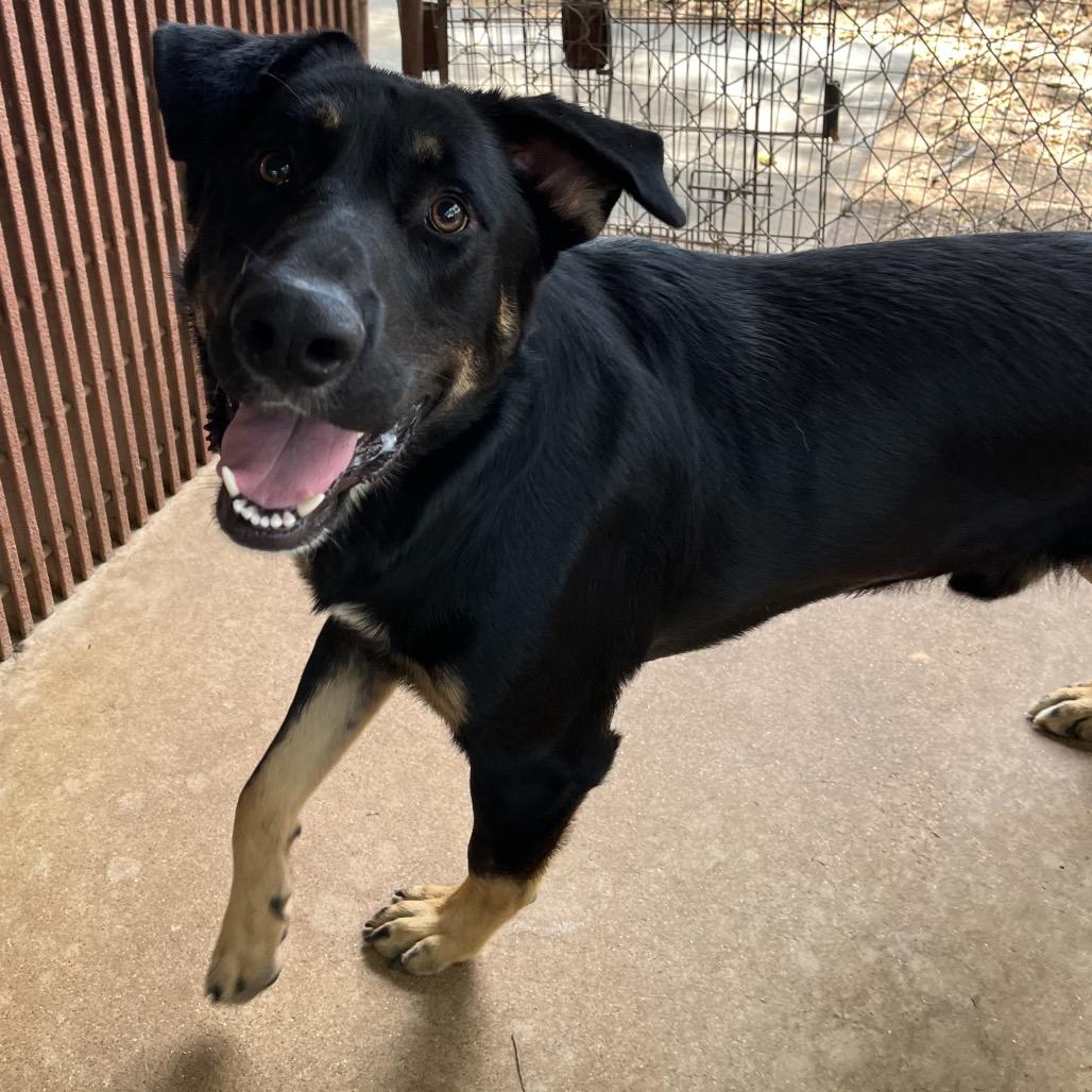 Milford, Adoptable, Adult Male German Shepherd Dog & Mixed Breed.