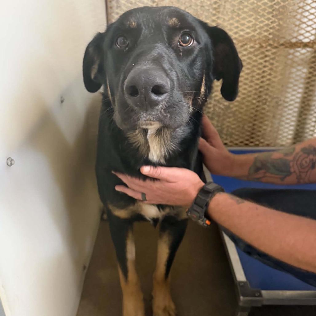 Enlarge Milford, a Adoptable mixed breed in Stephenville, TX image 2/3