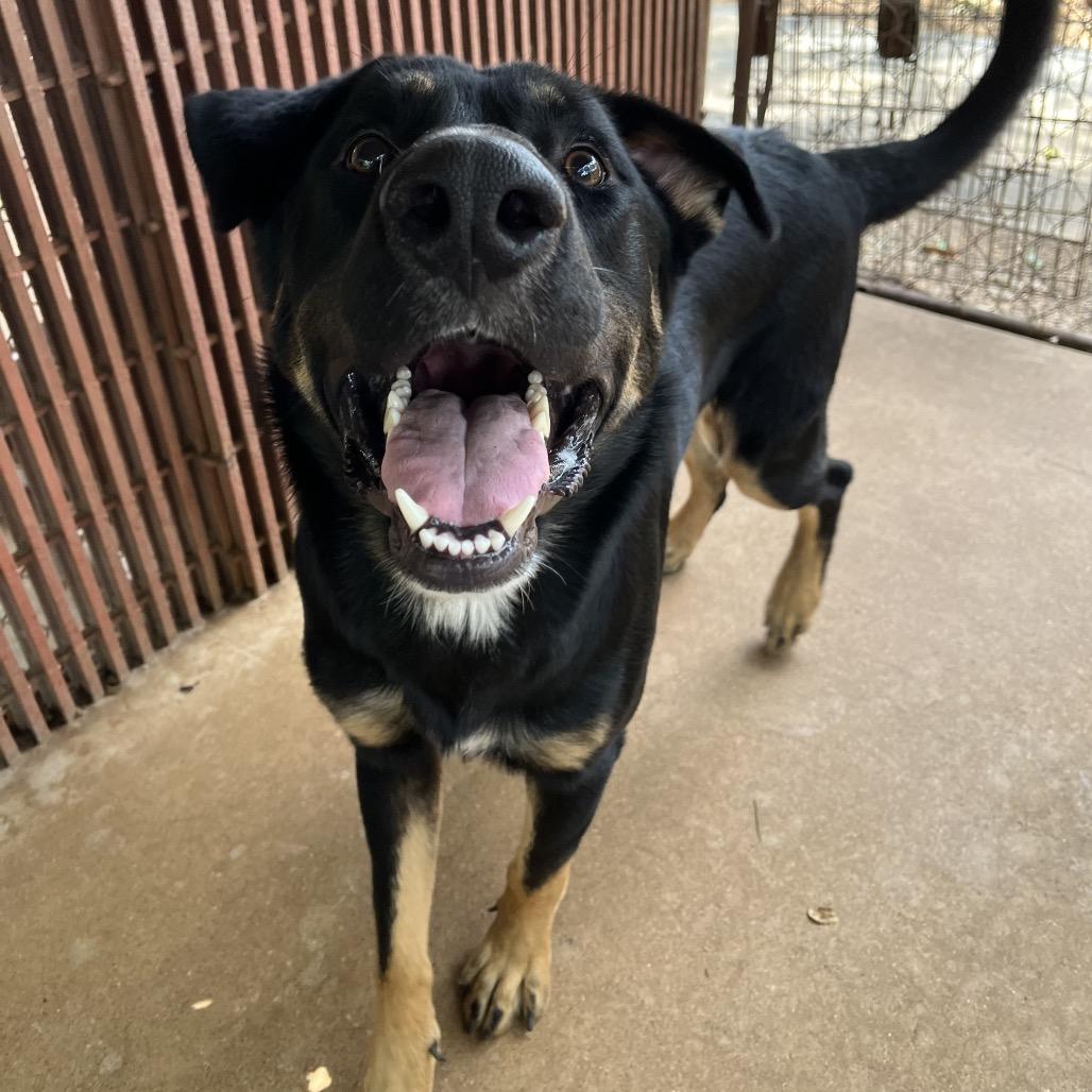 Enlarge Milford, a Adoptable mixed breed in Stephenville, TX image 3/3