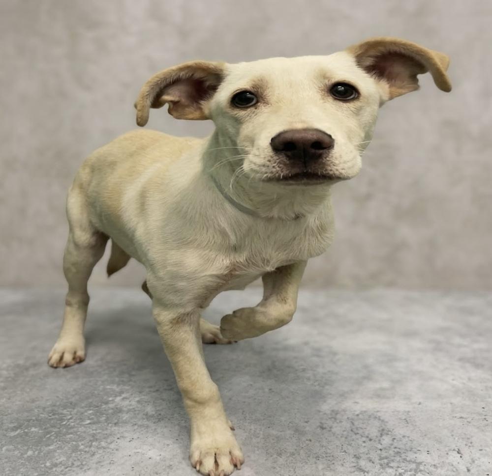 Enlarge Chrisstiee / Tonka, a Adoptable mixed breed in Broomfield, CO image 1/6