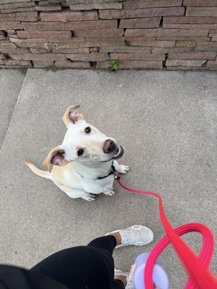 Chrisstiee / Tonka, Adoptable, Young Male Labrador Retriever.