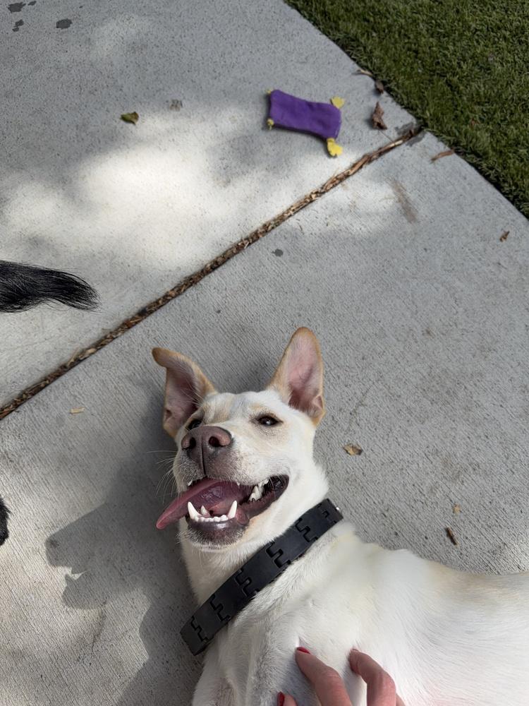 Enlarge Chrisstiee / Tonka, a Adoptable mixed breed in Broomfield, CO image 2/6