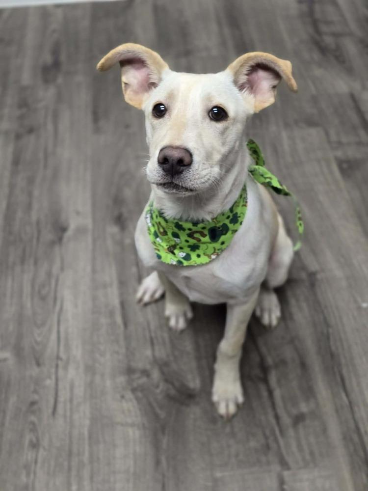 Enlarge Chrisstiee / Tonka, a Adoptable mixed breed in Broomfield, CO image 1/4