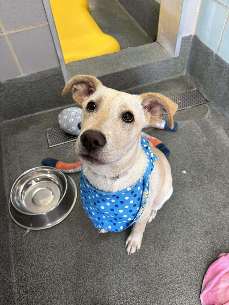 Enlarge Chrisstiee / Tonka, a Adoptable mixed breed in Broomfield, CO image 2/4