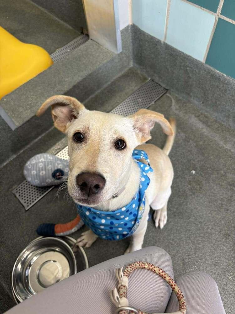 Enlarge Chrisstiee / Tonka, a Adoptable mixed breed in Broomfield, CO image 3/4