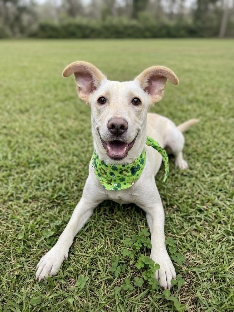 Enlarge Chrisstiee / Tonka, a Adoptable mixed breed in Broomfield, CO image 3/6
