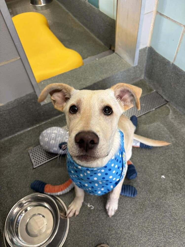 Enlarge Chrisstiee / Tonka, a Adoptable mixed breed in Broomfield, CO image 4/4