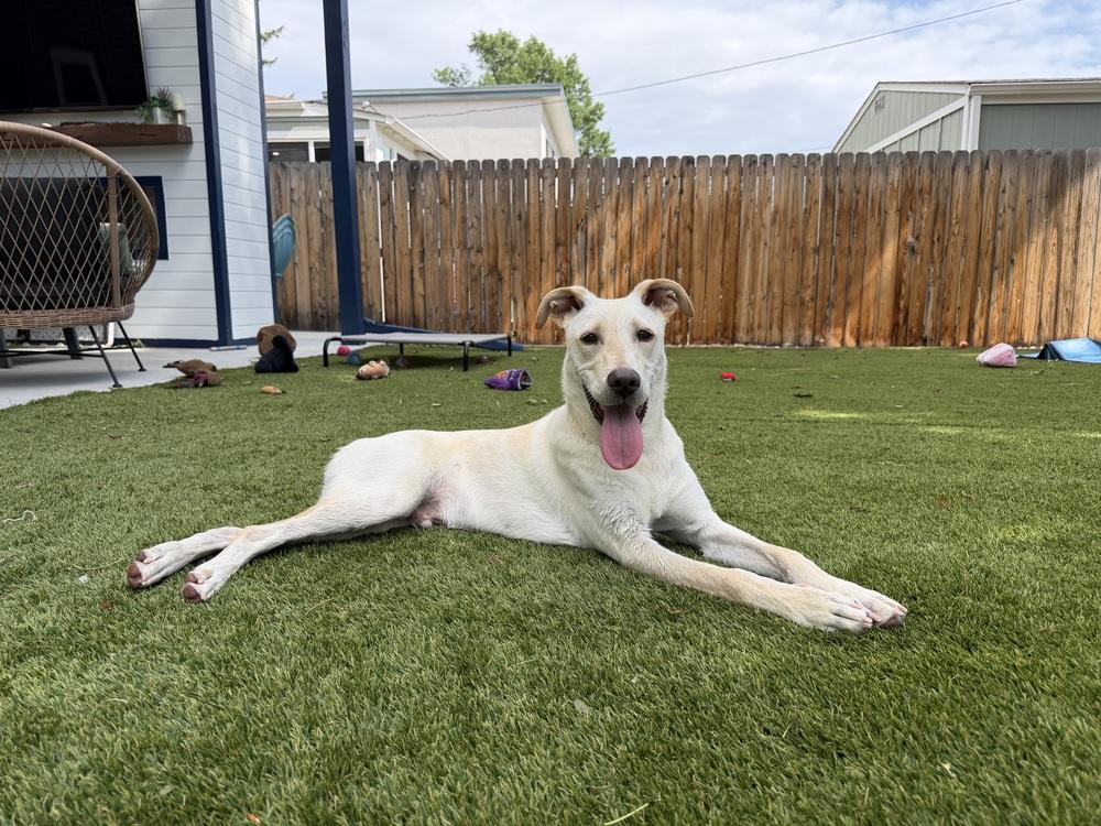 Enlarge Chrisstiee / Tonka, a Adoptable mixed breed in Broomfield, CO image 5/6