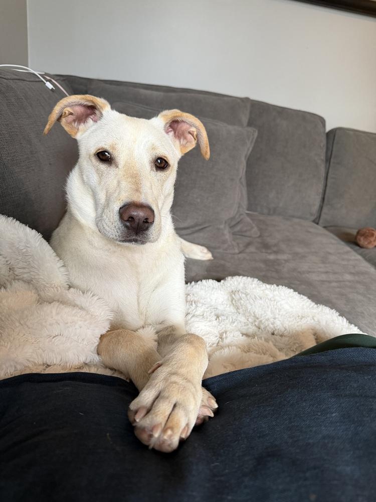 Enlarge Chrisstiee / Tonka, a Adoptable mixed breed in Broomfield, CO image 6/6