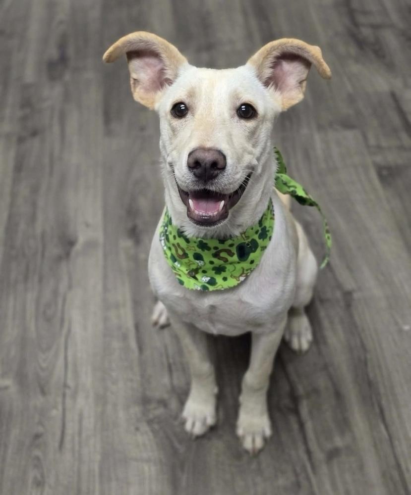Enlarge Chrisstiee / Tonka, a Adoptable mixed breed in Broomfield, CO image 5/6