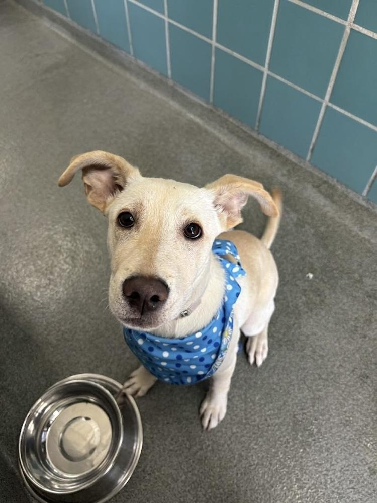 Enlarge Chrisstiee / Tonka, a Adoptable mixed breed in Broomfield, CO image 6/6