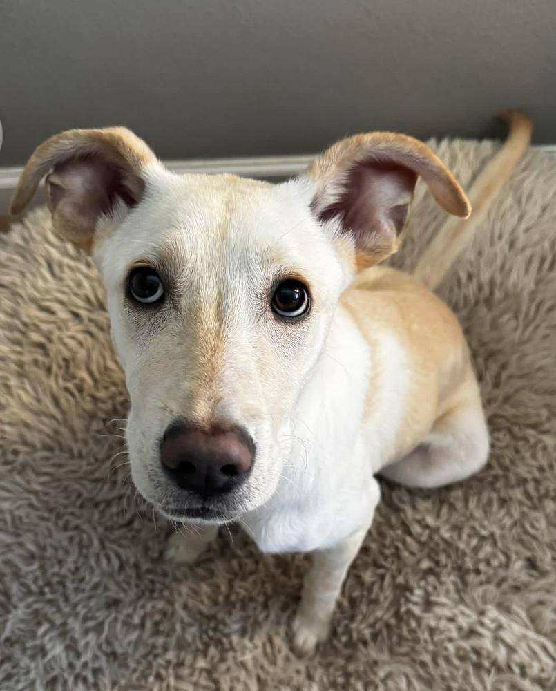 Enlarge Chrisstiee / Tonka, a Adoptable mixed breed in Broomfield, CO image 6/6