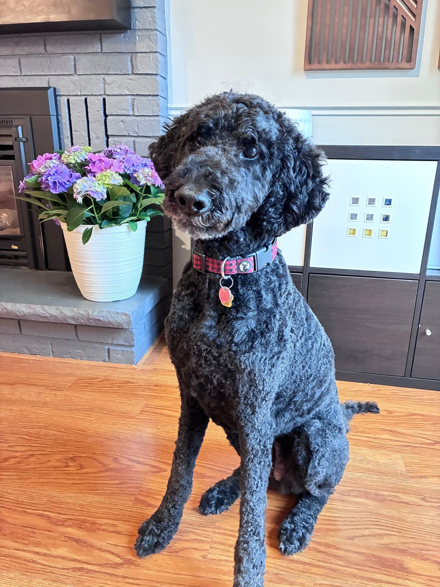 Enlarge Sally, a ADOPTABLE Standard Poodle in Barrie, ON image 1/1