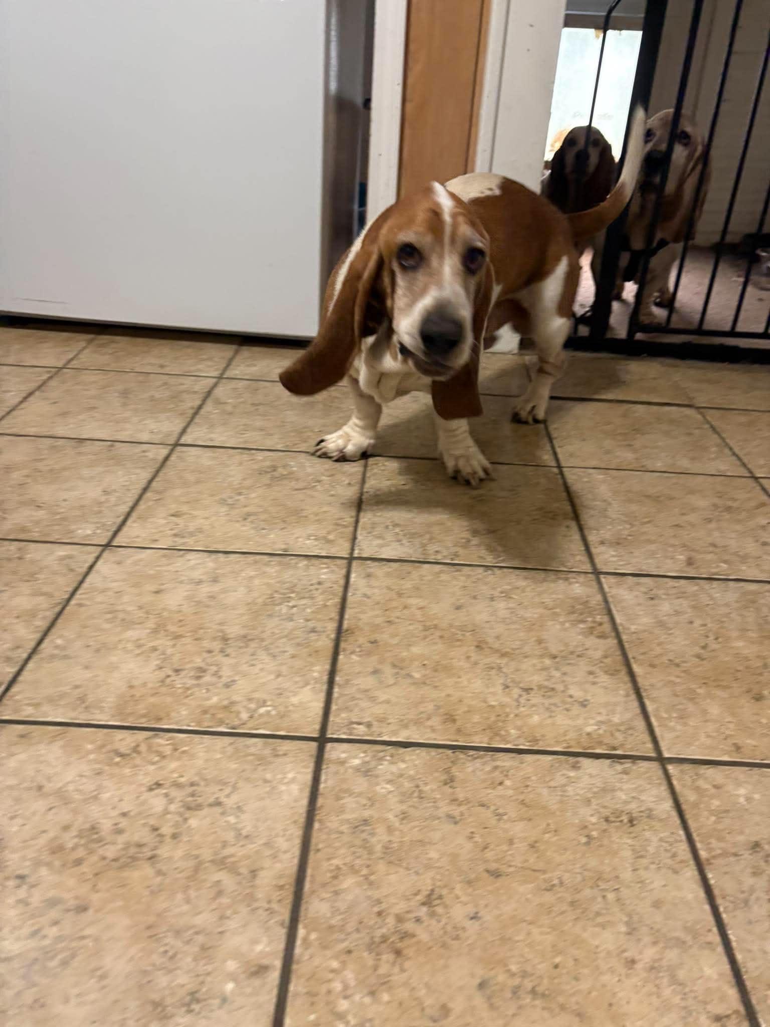 Finnagen, Adoptable, Adult Male Basset Hound.
