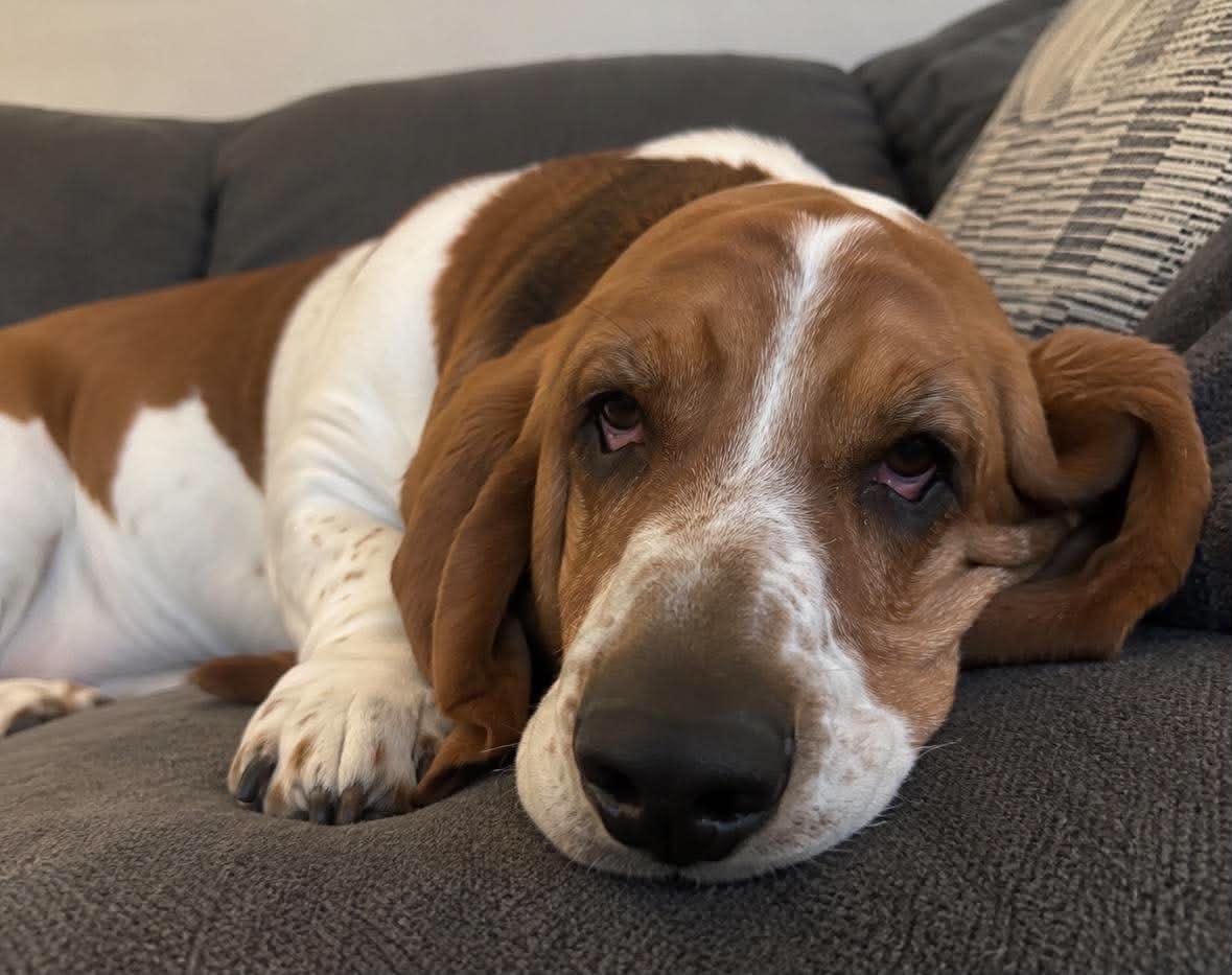 Enlarge Finnagen, a Adoption Pending Basset Hound in TULSA, OK image 3/4