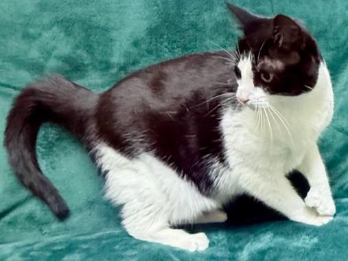 Enlarge Autumn, a Adoptable Extra-Toes Cat / Hemingway Polydactyl in Miller Beach, IN image 1/1