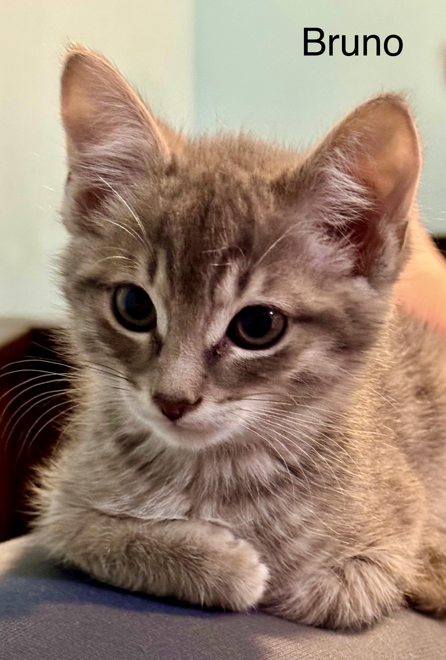 Bruno, adopted, Kitten Male Domestic Short Hair.