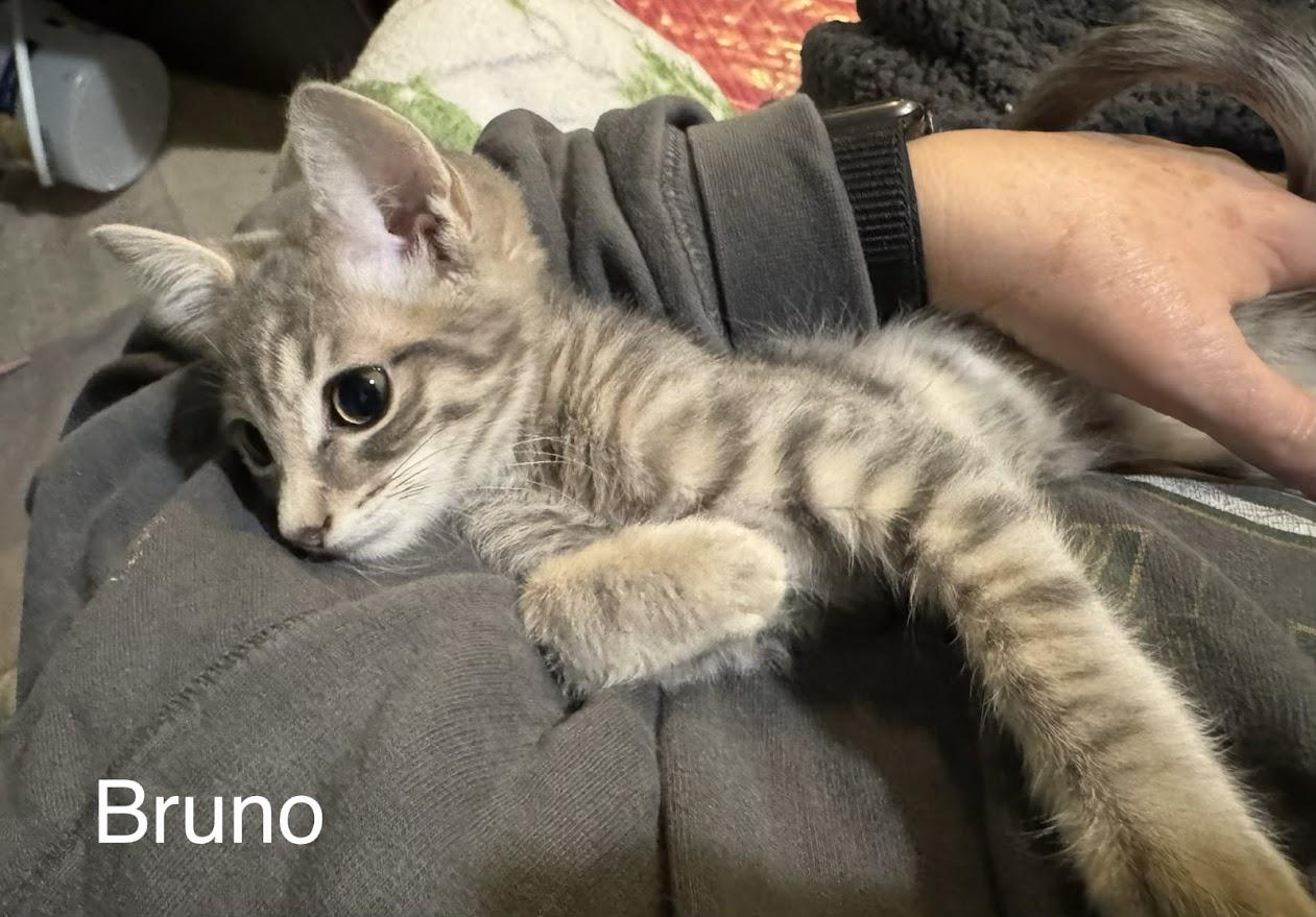 Bruno, an adopted Domestic Short Hair in Kenosha, WI image 2/4