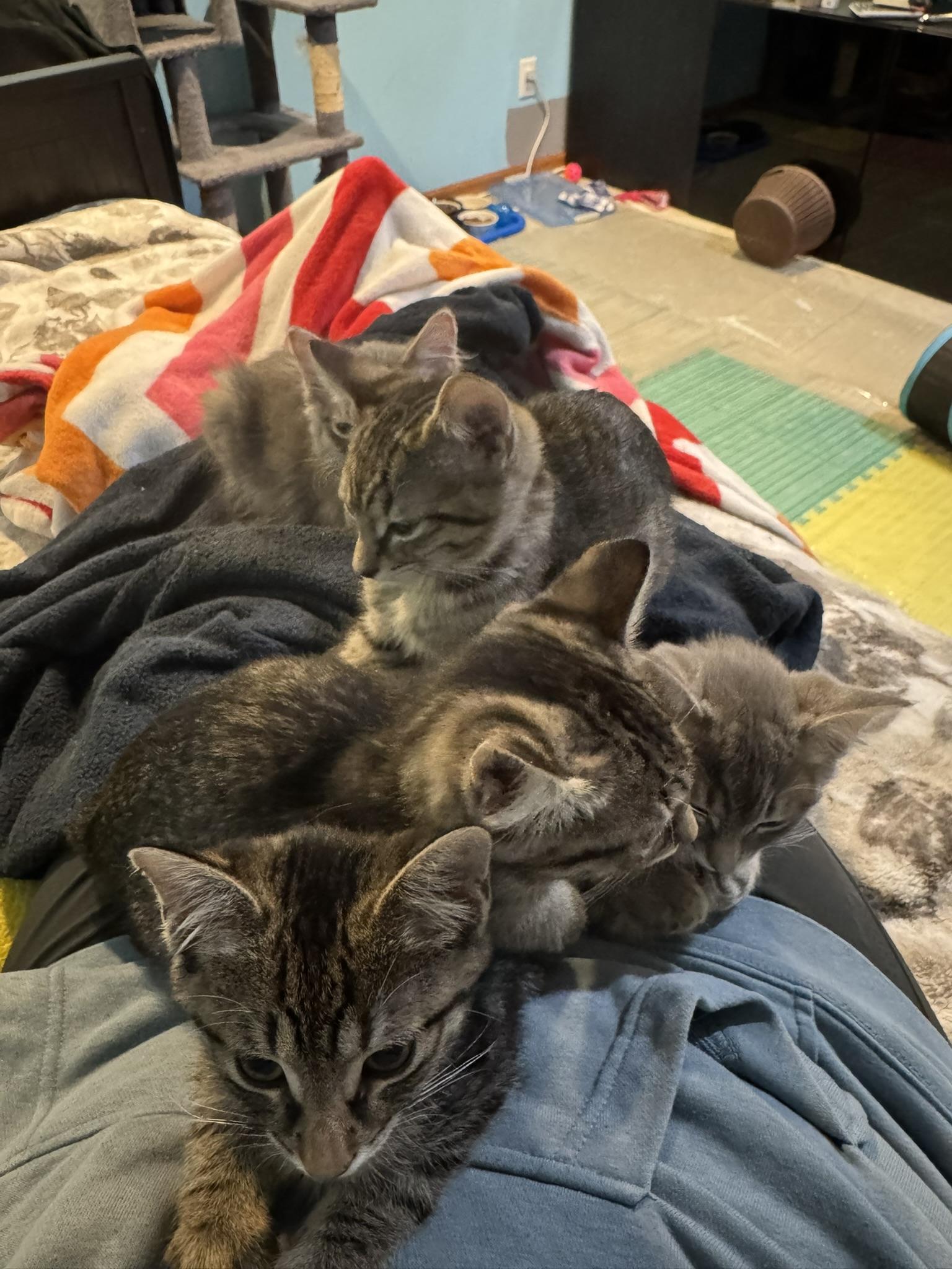 Bruno, an adopted Domestic Short Hair in Kenosha, WI image 4/4