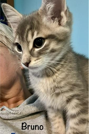 Bruno, an adopted Domestic Short Hair in Kenosha, WI image 3/4
