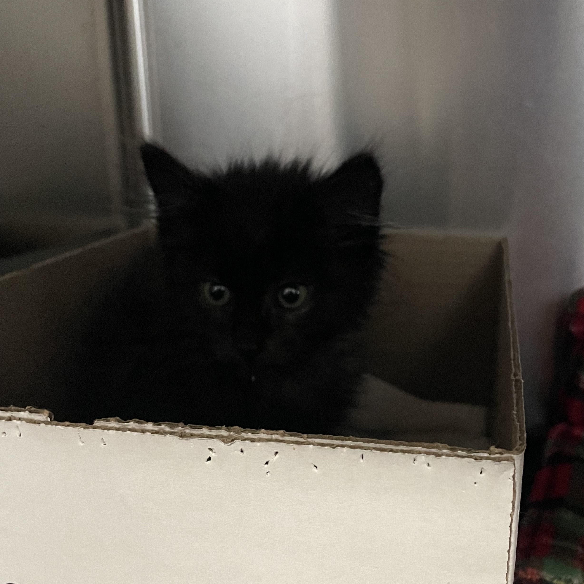 Enlarge Voodoo, an adopted Domestic Long Hair in Greenback, TN image 2/2