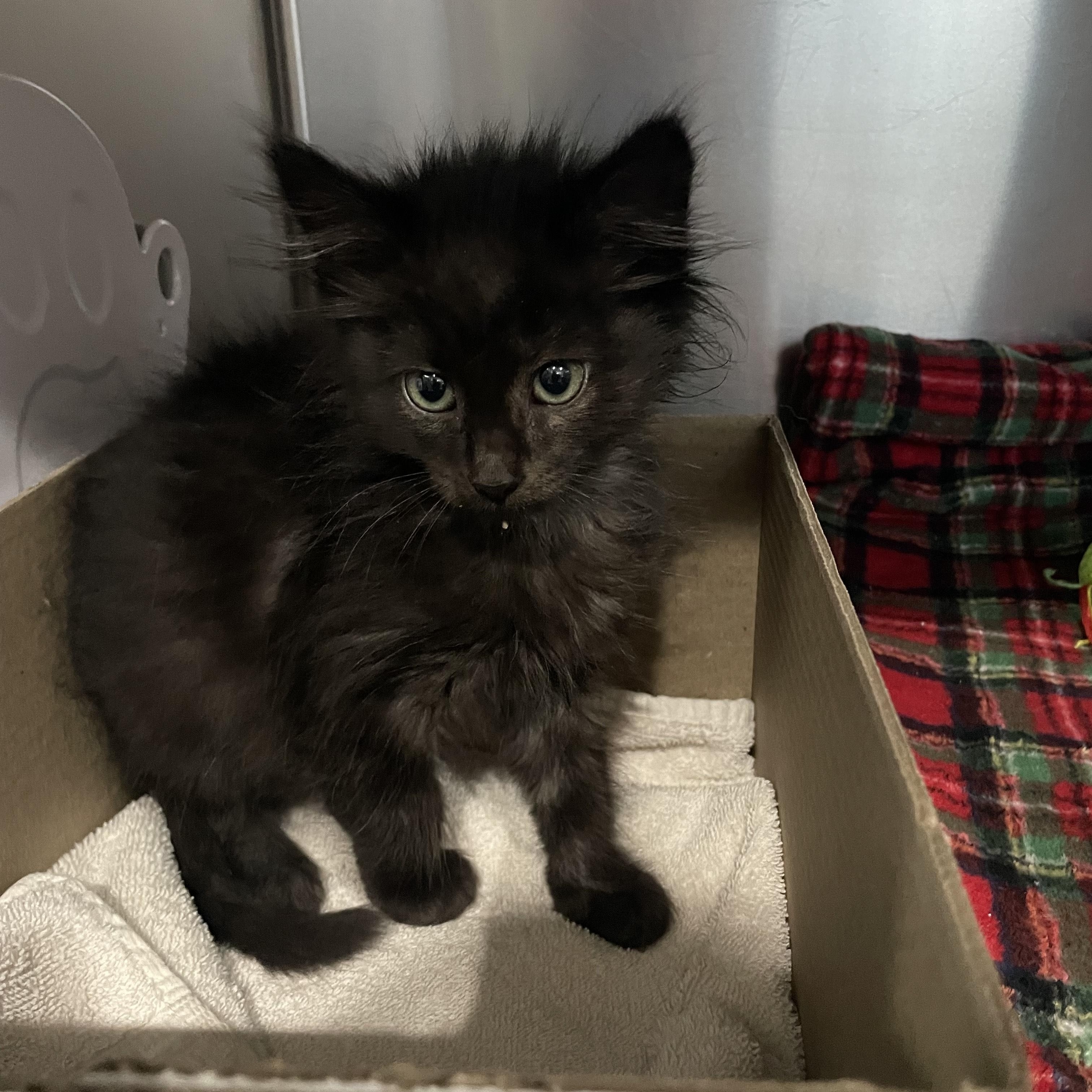 Voodoo, adopted, Kitten Male Domestic Long Hair.