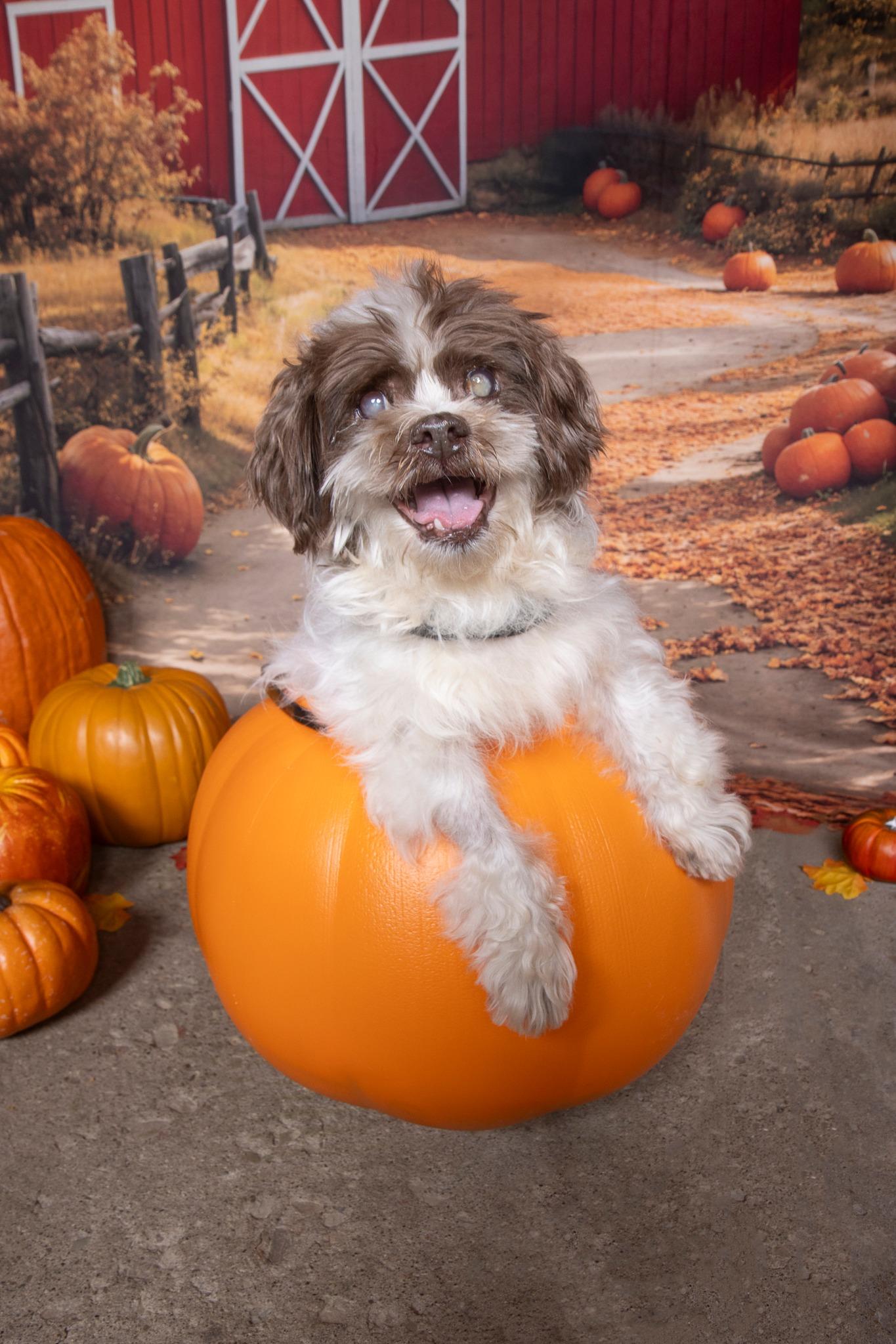 Ansel, Adopted, Senior Male Shih Tzu.
