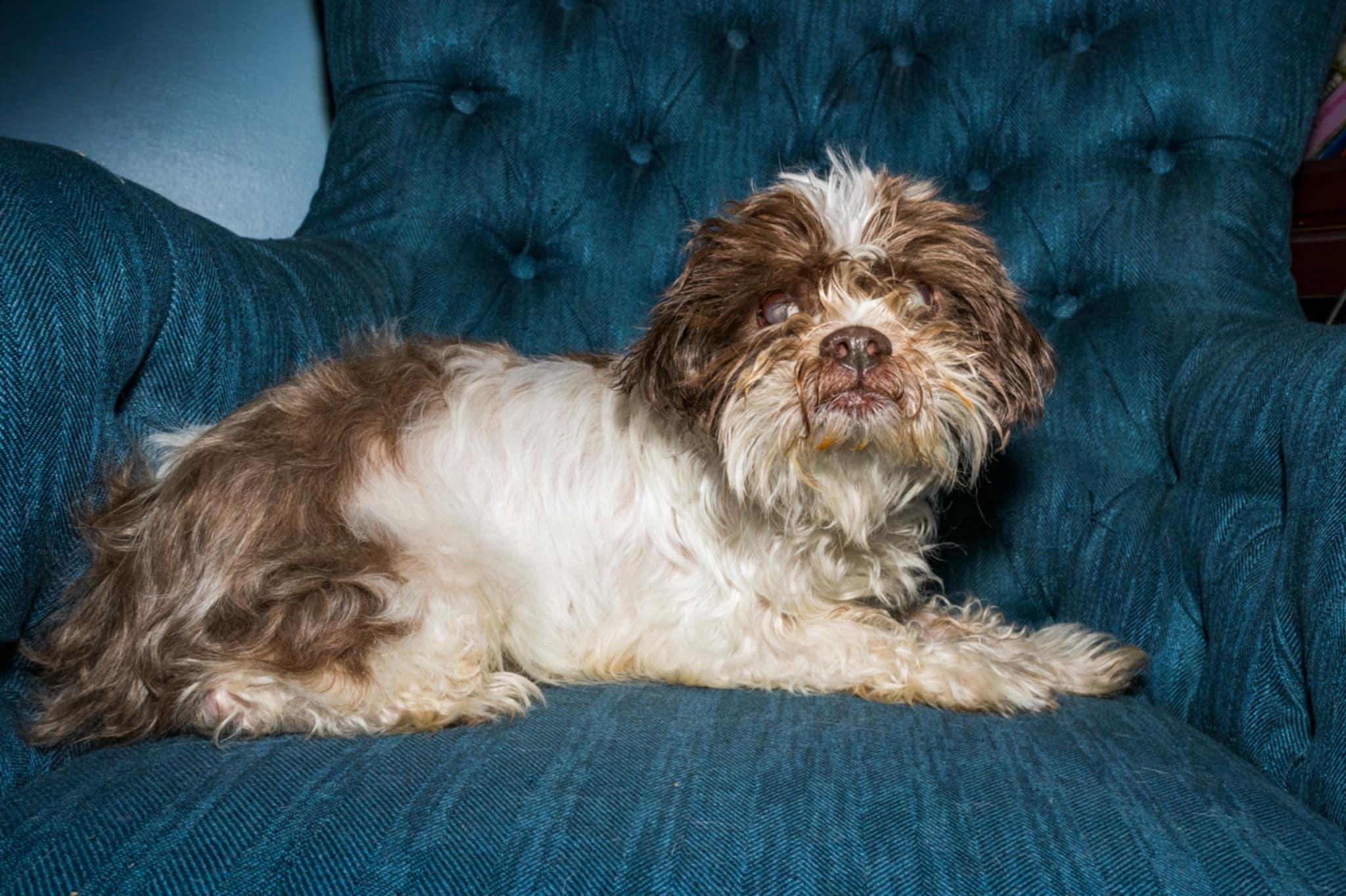 Ansel, a Adopted Shih Tzu in Cleveland, OH image 4/5