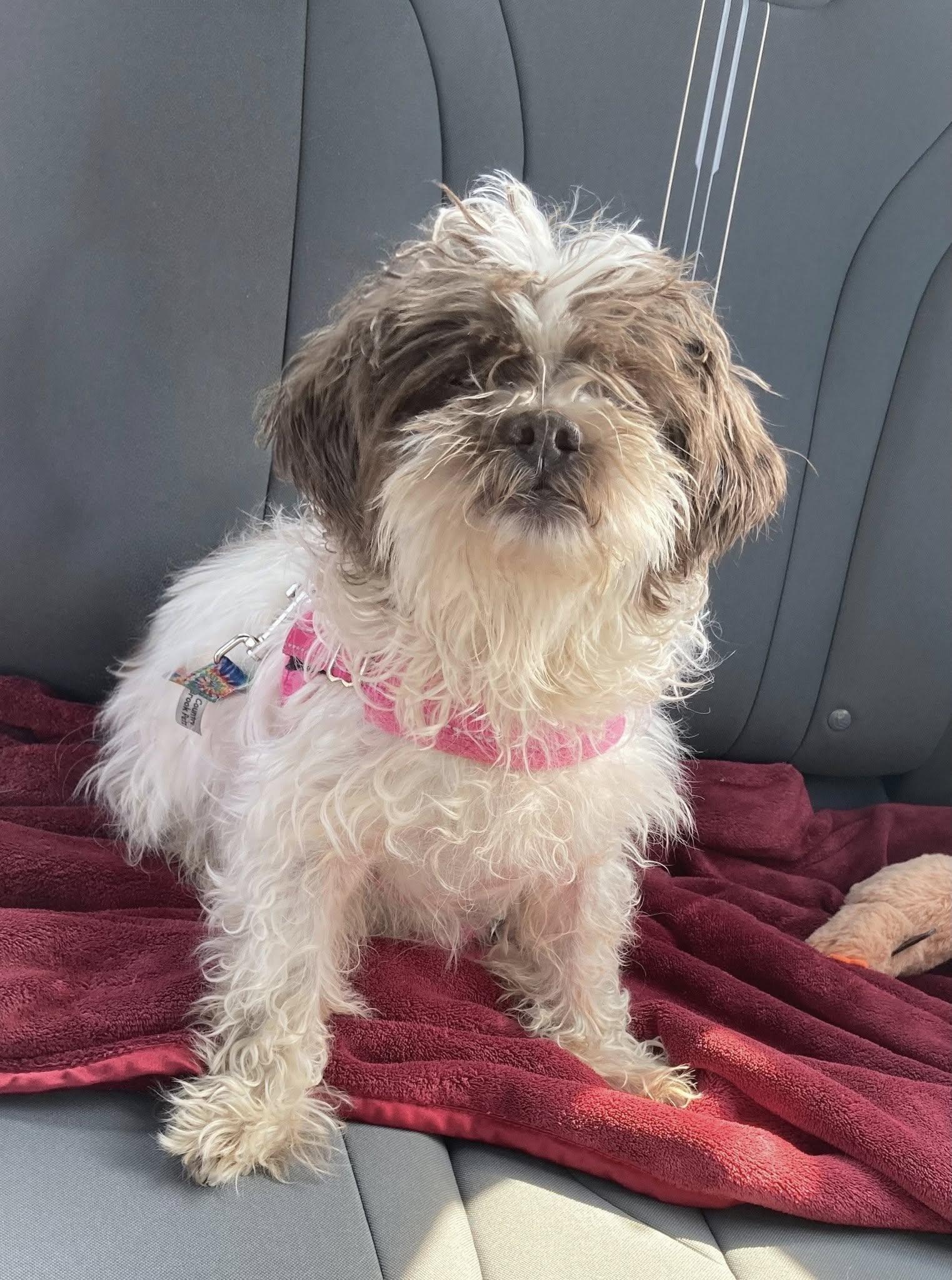 Ansel, a Adopted Shih Tzu in Cleveland, OH image 2/5