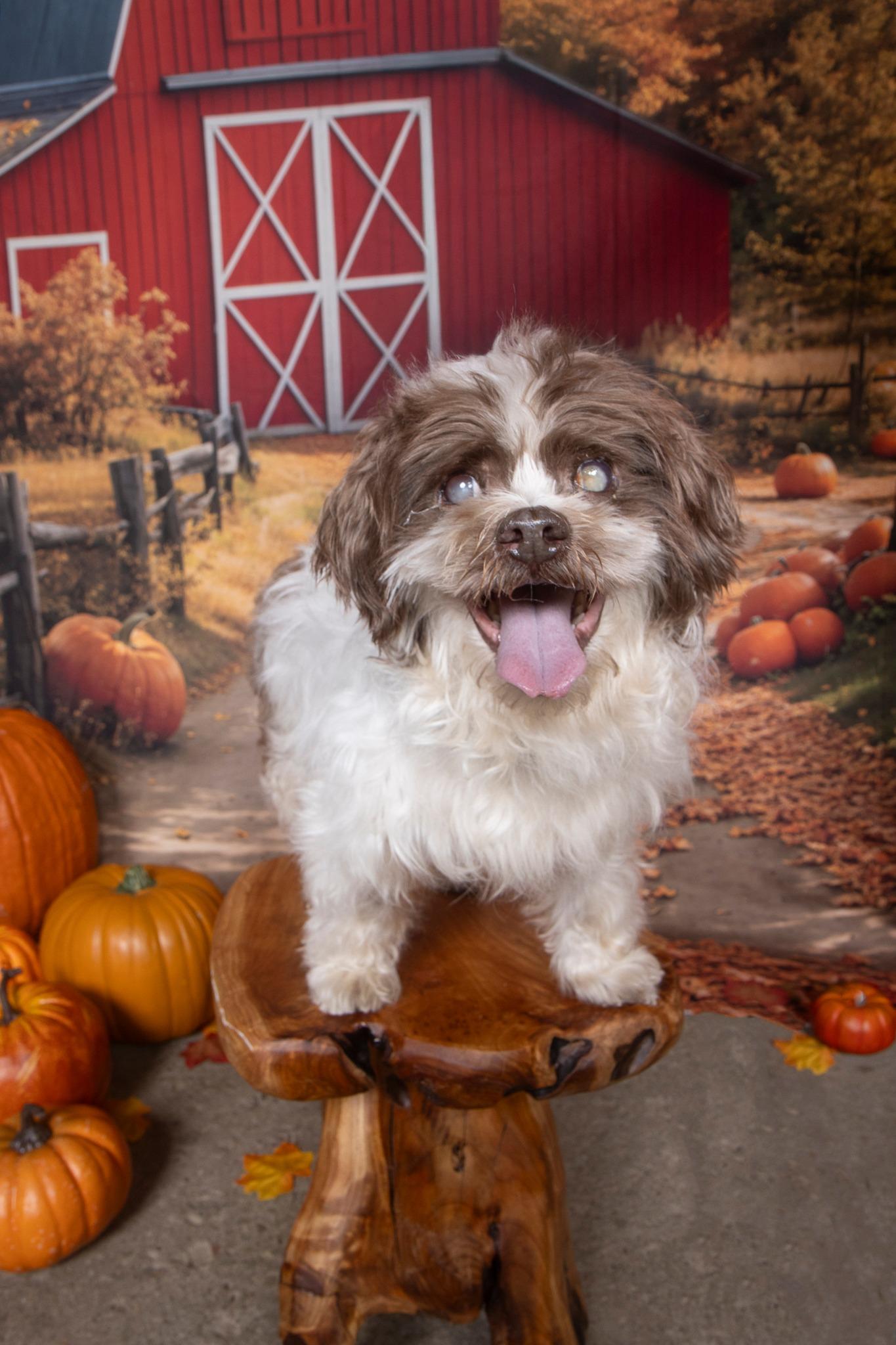 Ansel, a Adopted Shih Tzu in Cleveland, OH image 3/5