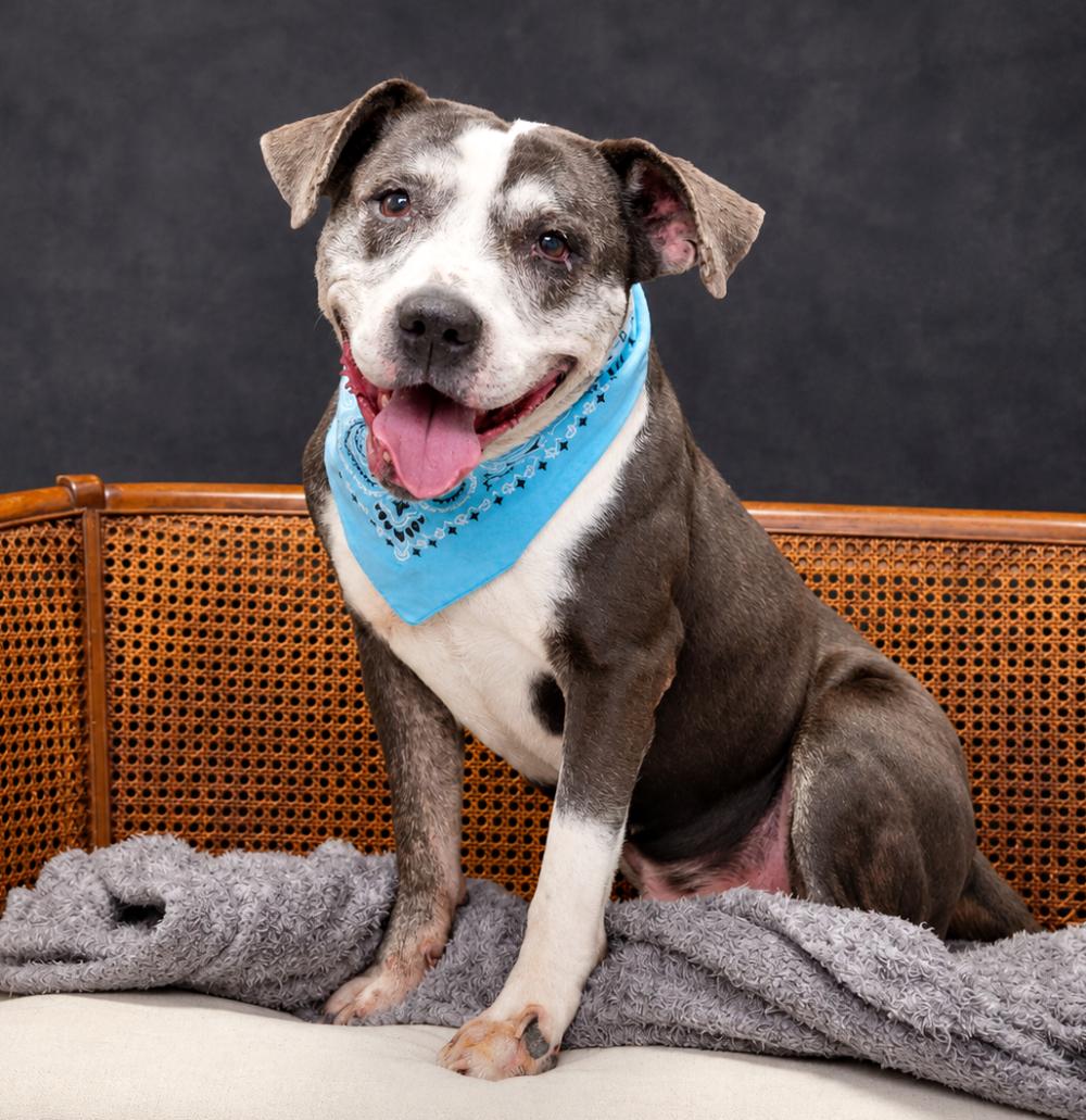 Wonder, ADOPTABLE, Senior Male Mixed Breed.