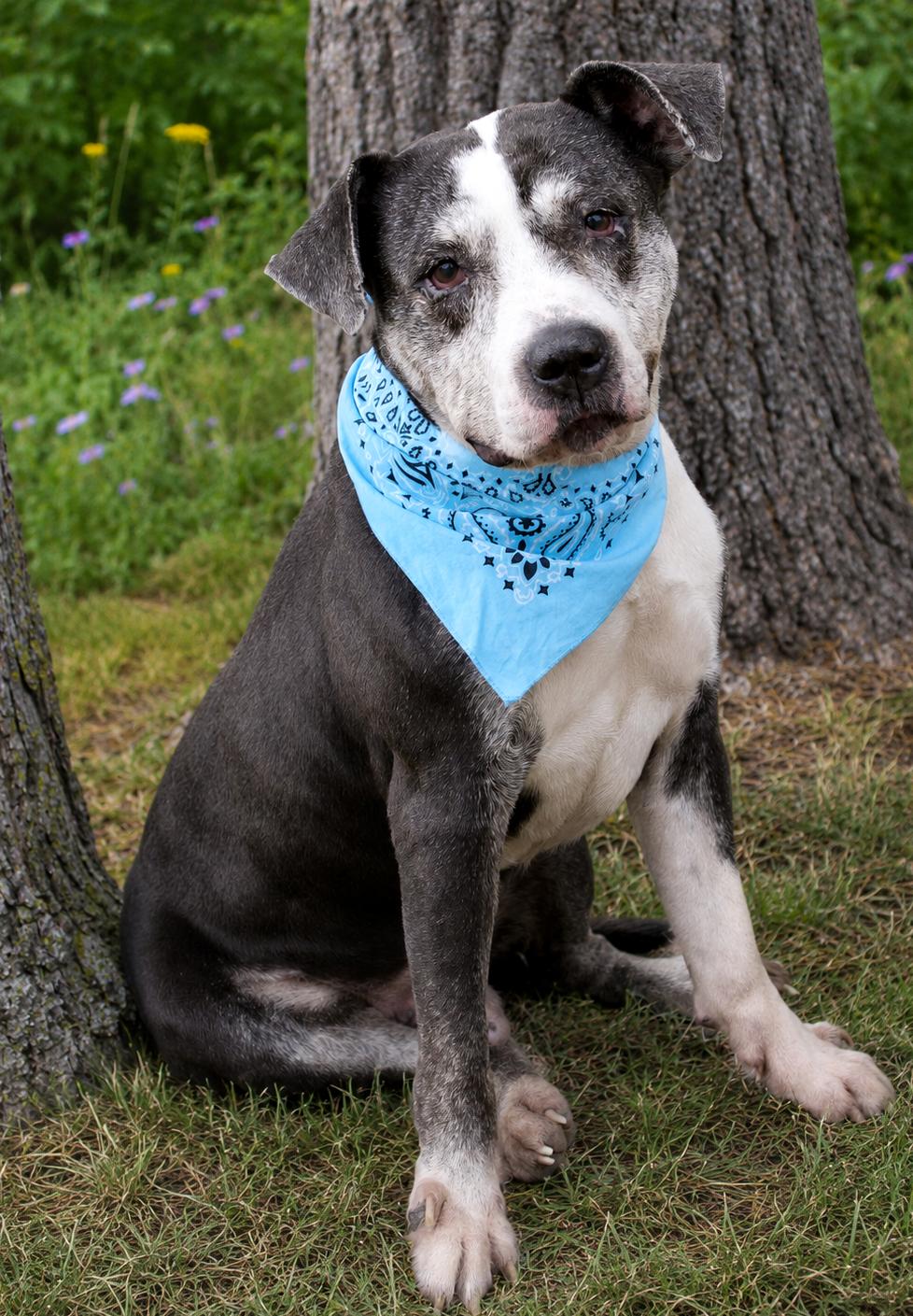 Wonder, a ADOPTABLE Mixed Breed in Cheboygan, MI image 5/6