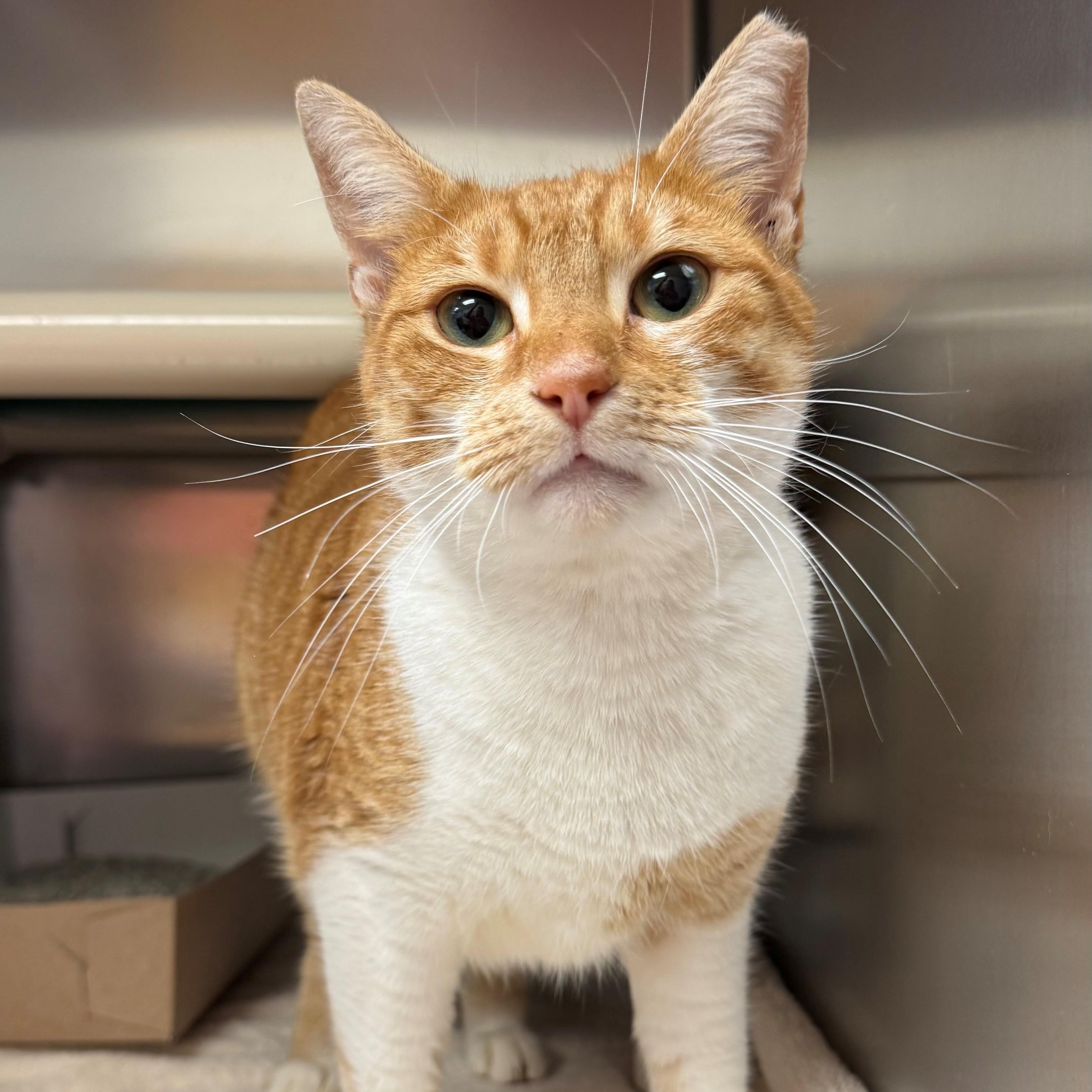 Birdy, a ADOPTABLE Domestic Short Hair in St. Augustine, FL image 2/2