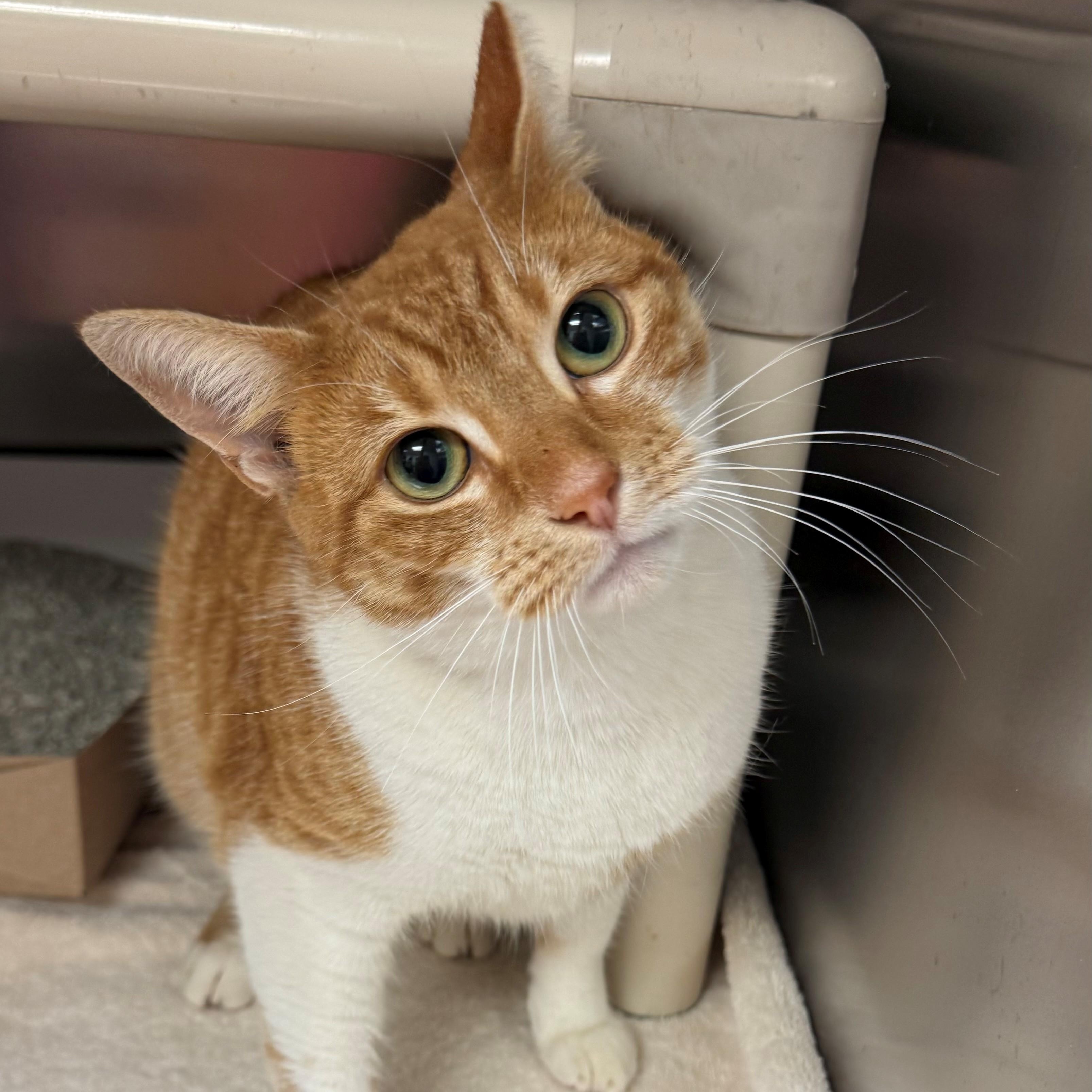 Birdy, ADOPTABLE, Adult Female Domestic Short Hair.