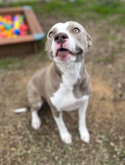 Dancer — thumbnail 3