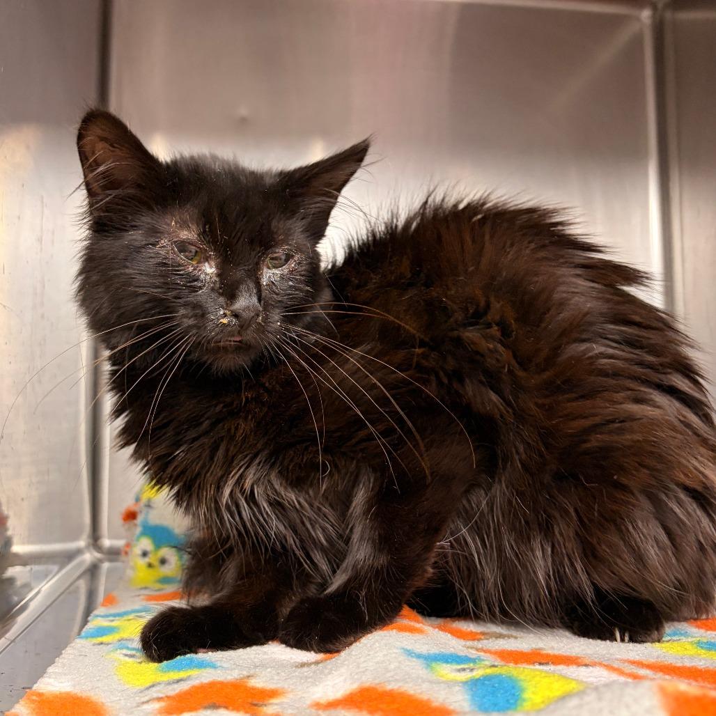 Enlarge Wisp, a Adoptable mixed breed in Franklin, NC image 1/1