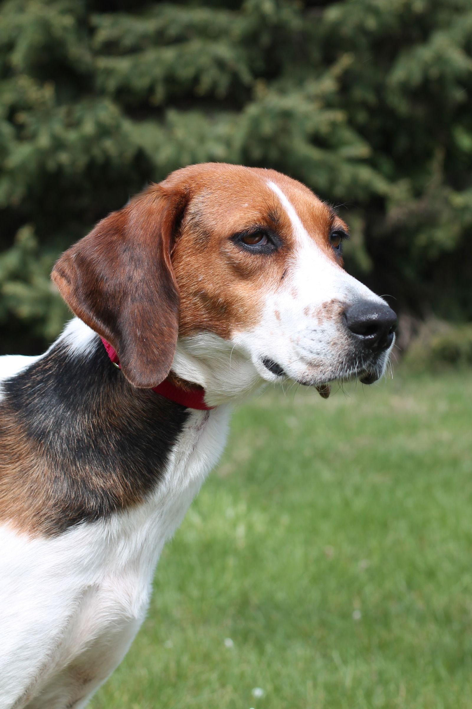 Snickersnee-, Adopted, Young Female Treeing Walker Coonhound & Beagle.