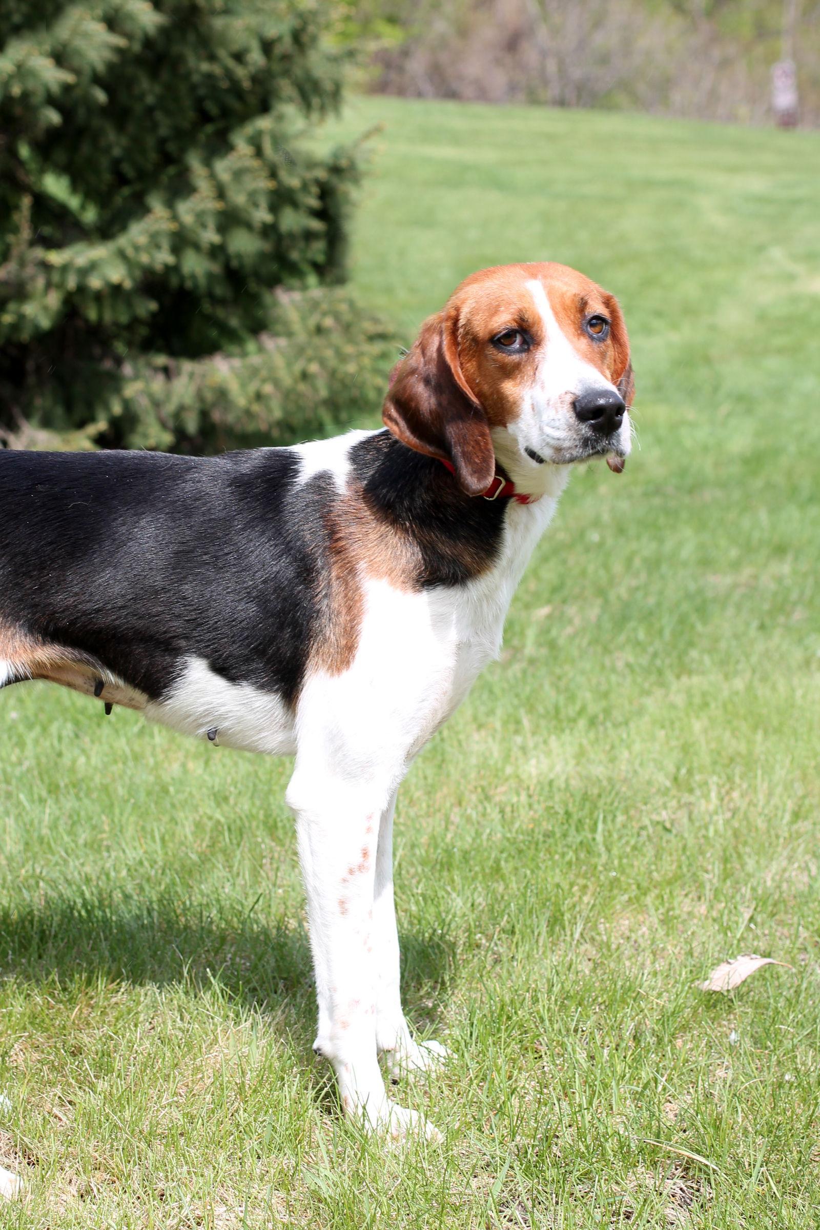 Enlarge Snickersnee-, a Adopted mixed breed in Mankato, MN image 3/3