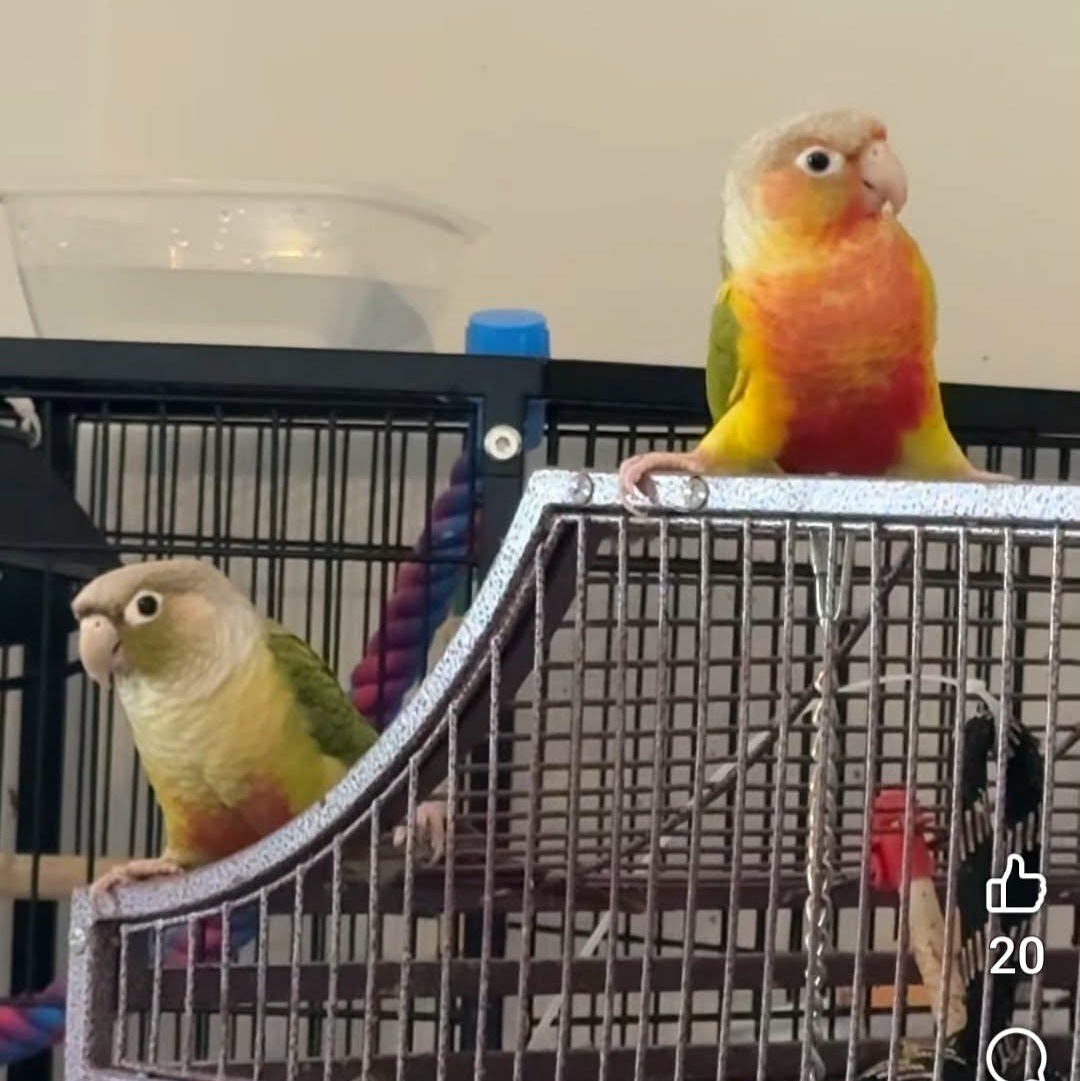 Huey and Dewey, Adoptable, Young Unknown Conure.