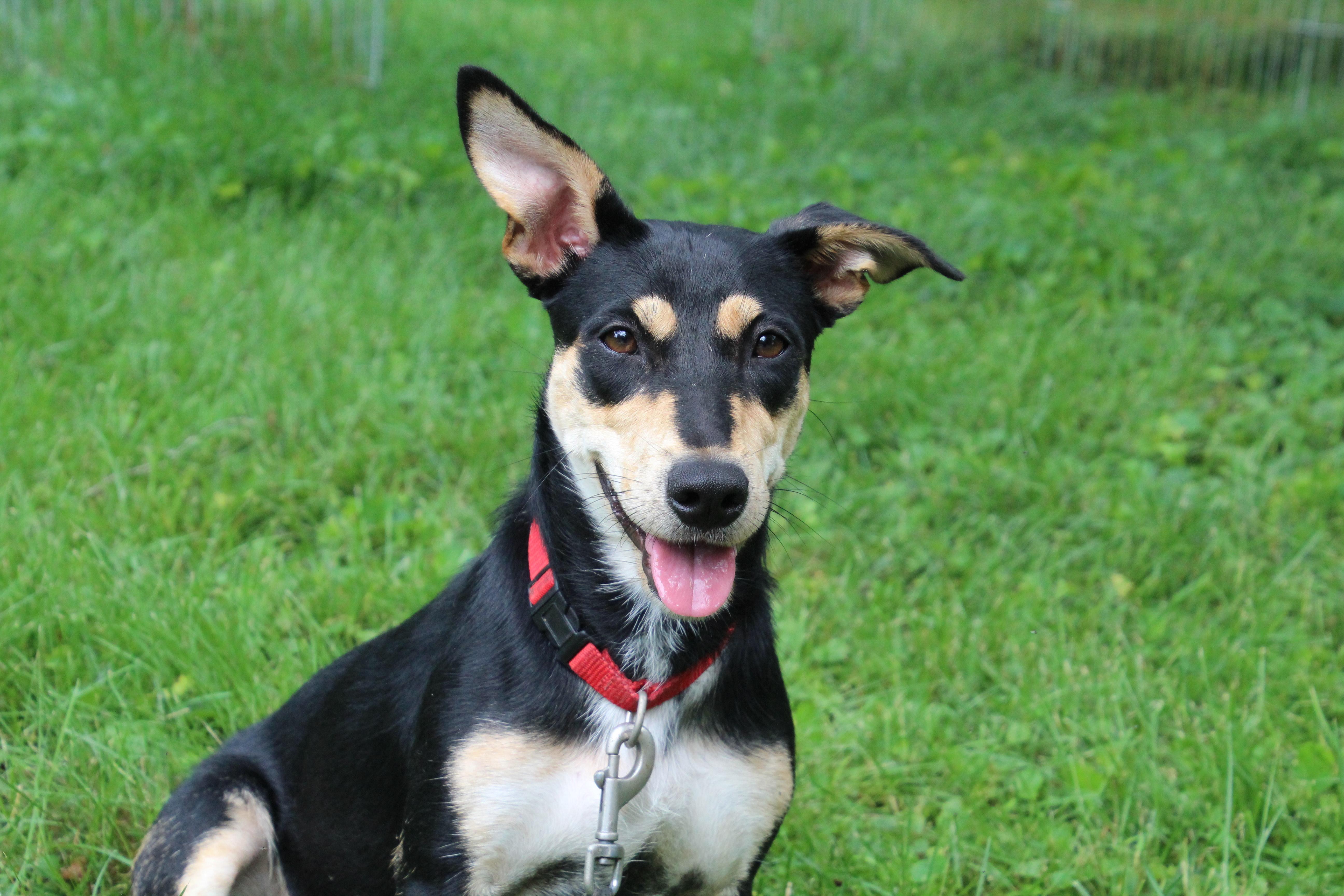 Jet, adoptable, Adult Female Corgi & Shepherd.