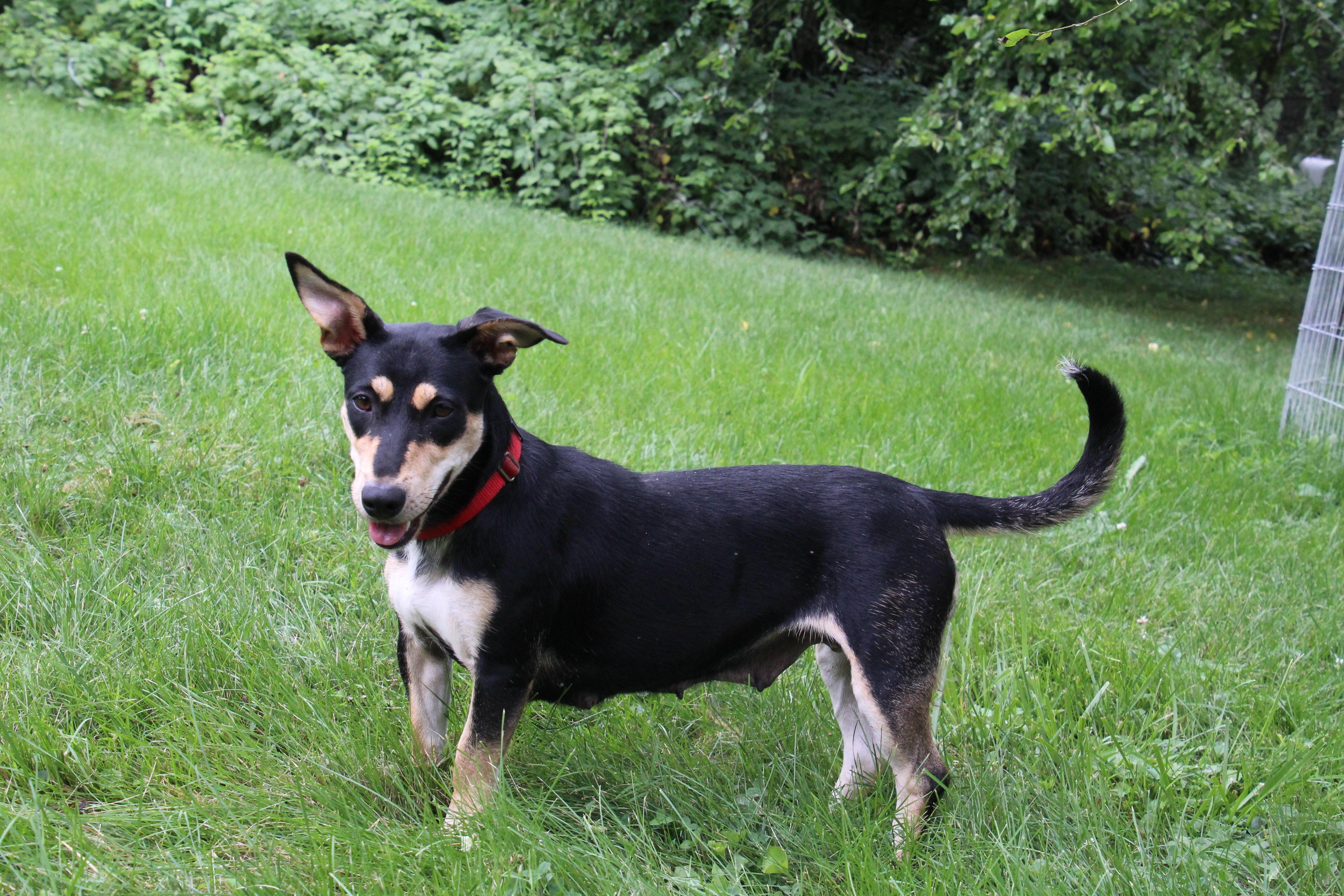 Enlarge Jet, an adoptable mixed breed in Aurora, IL image 3/4