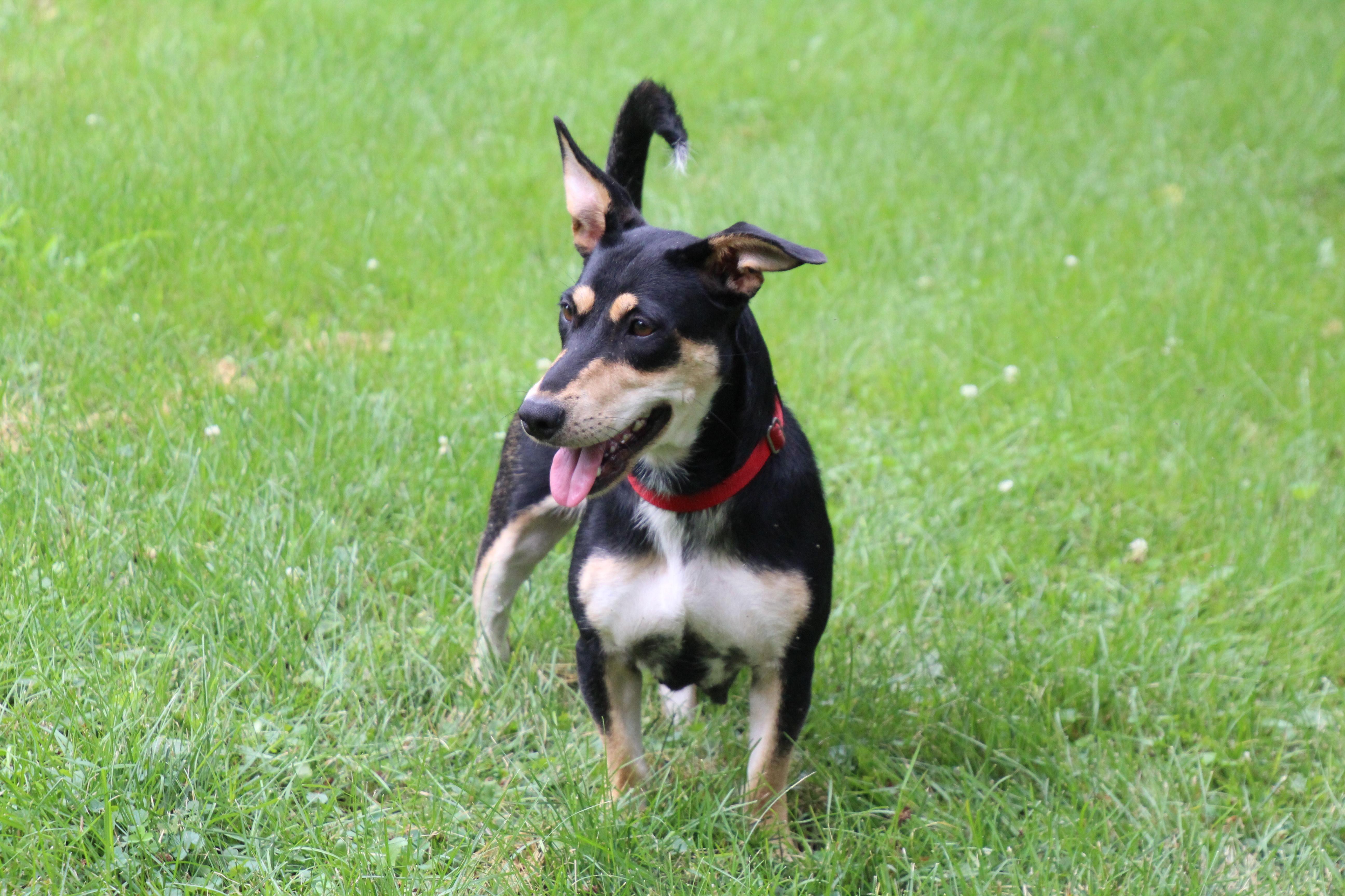Enlarge Jet, an adoptable mixed breed in Aurora, IL image 4/4