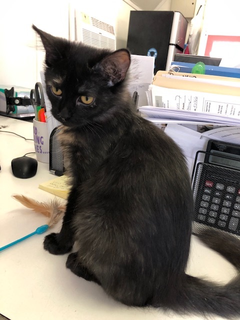 STORM!, Adoptable, Young Female Tortoiseshell.