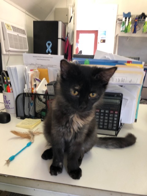 Enlarge STORM!, a Adoptable mixed breed in Owensboro, KY image 2/10